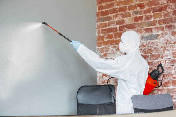 Reliable Holmes Beach, FL Mold Removal Solutions