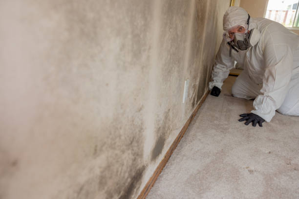 Best Attic Mold Removal  in Holmes Beach, FL